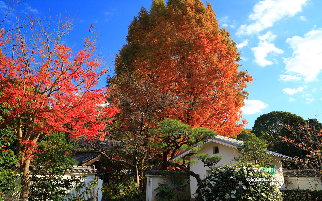 良正院 錦秋の境内 壁紙