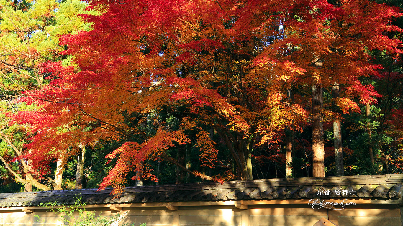雙林寺 築地塀と紅葉 壁紙