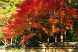 雙林寺 築地塀と紅葉