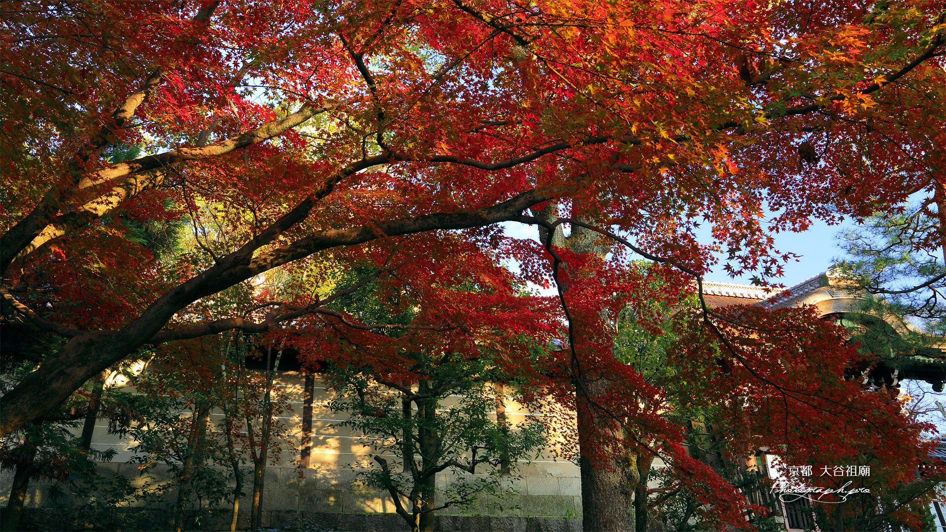 大谷祖廟 紅葉越しの総門