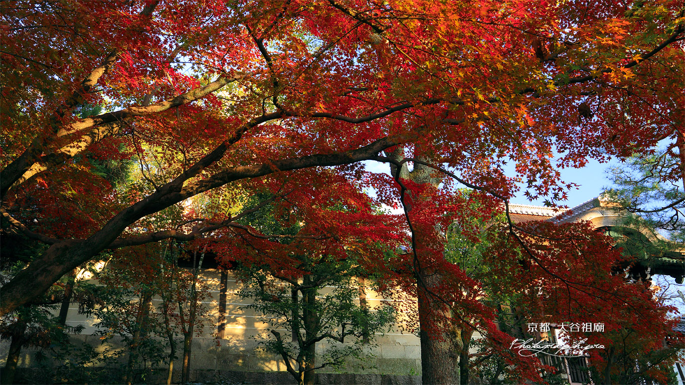 大谷祖廟 紅葉越しの総門 壁紙