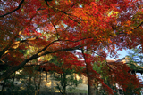 大谷祖廟 紅葉越しの総門