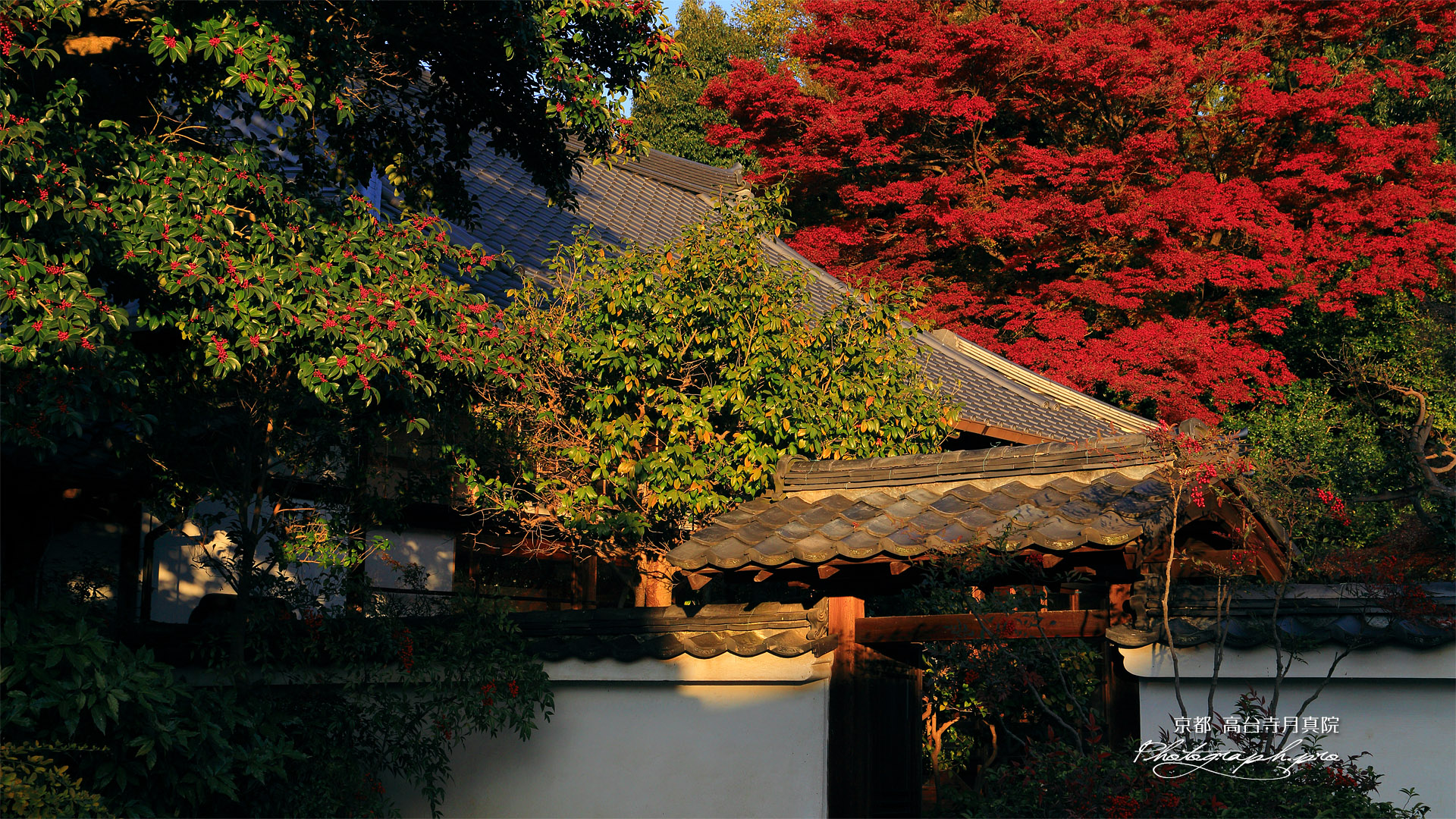 月真院 本堂と紅葉