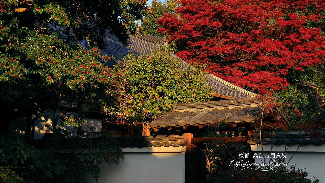 月真院 本堂と紅葉 壁紙