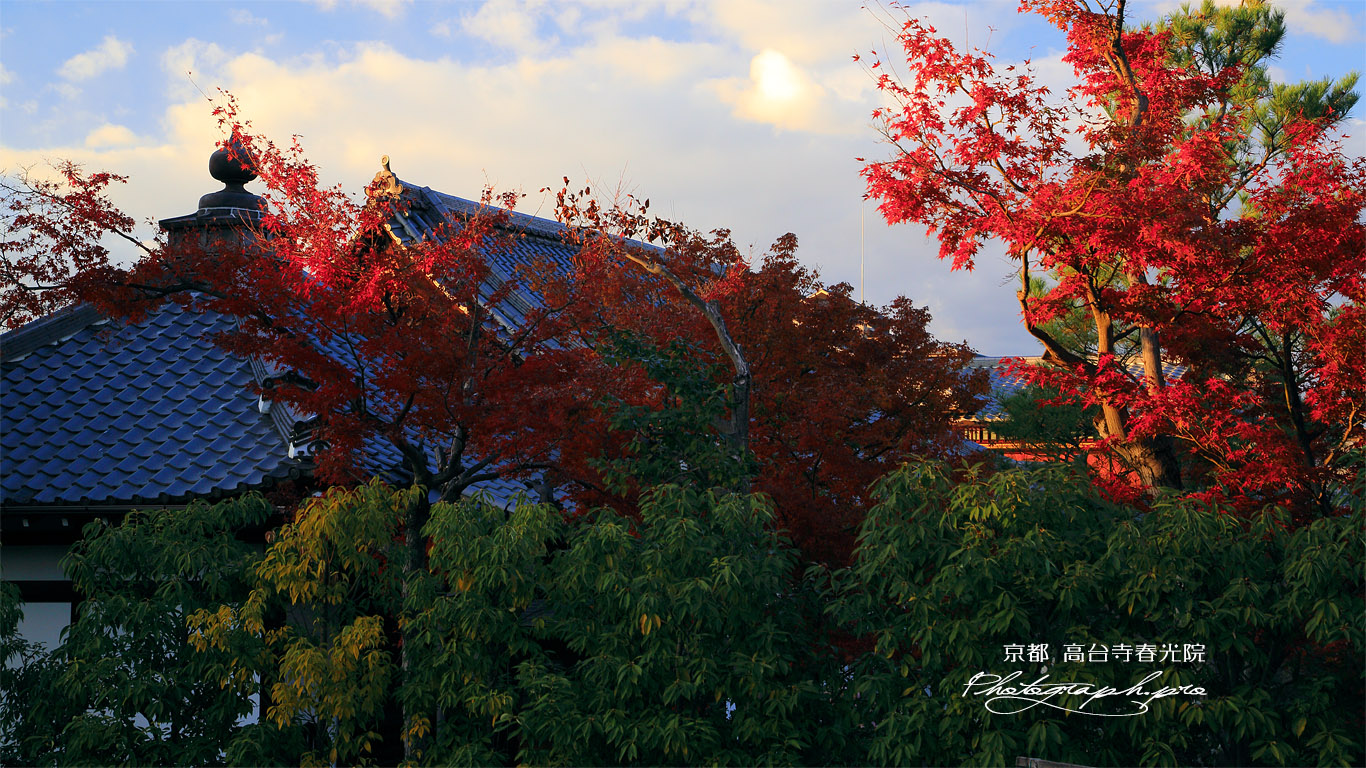 春光院 紅葉と堂宇 壁紙