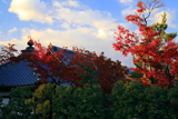 春光院 紅葉と堂宇