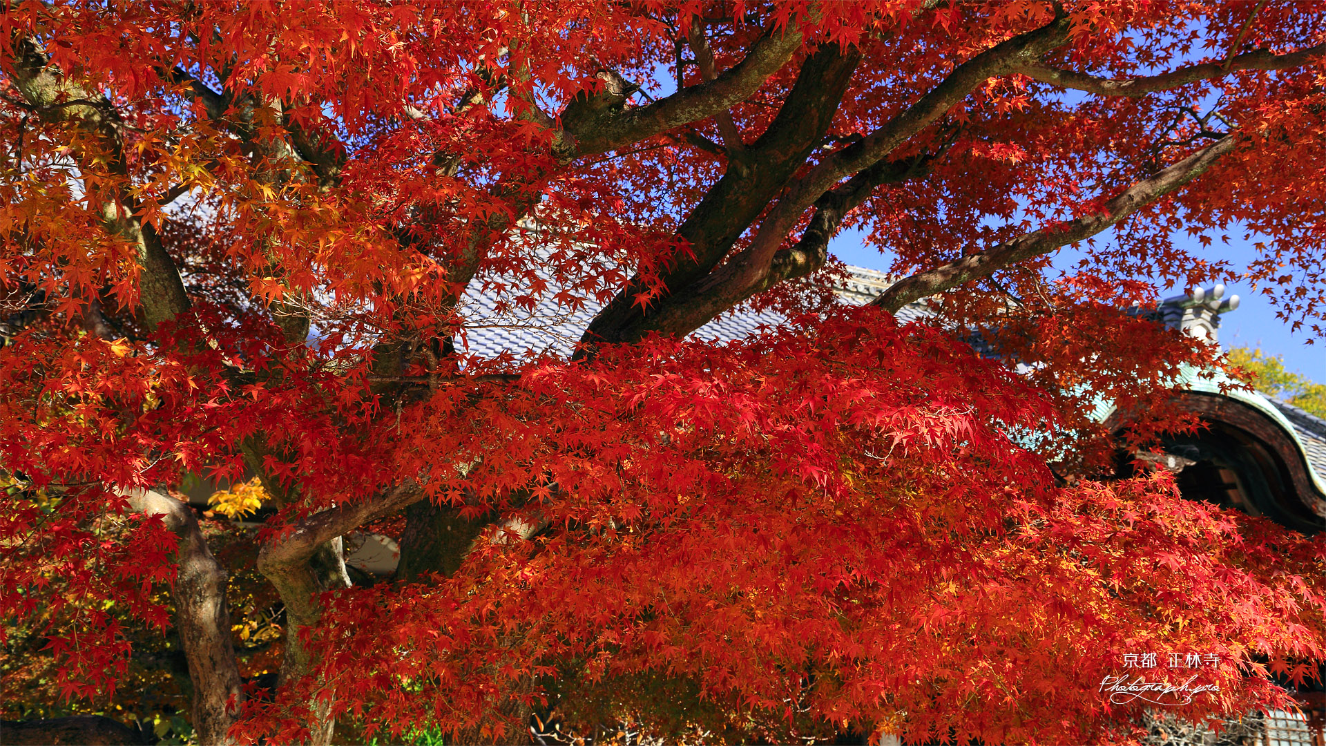 正林寺 紅葉越しの本堂