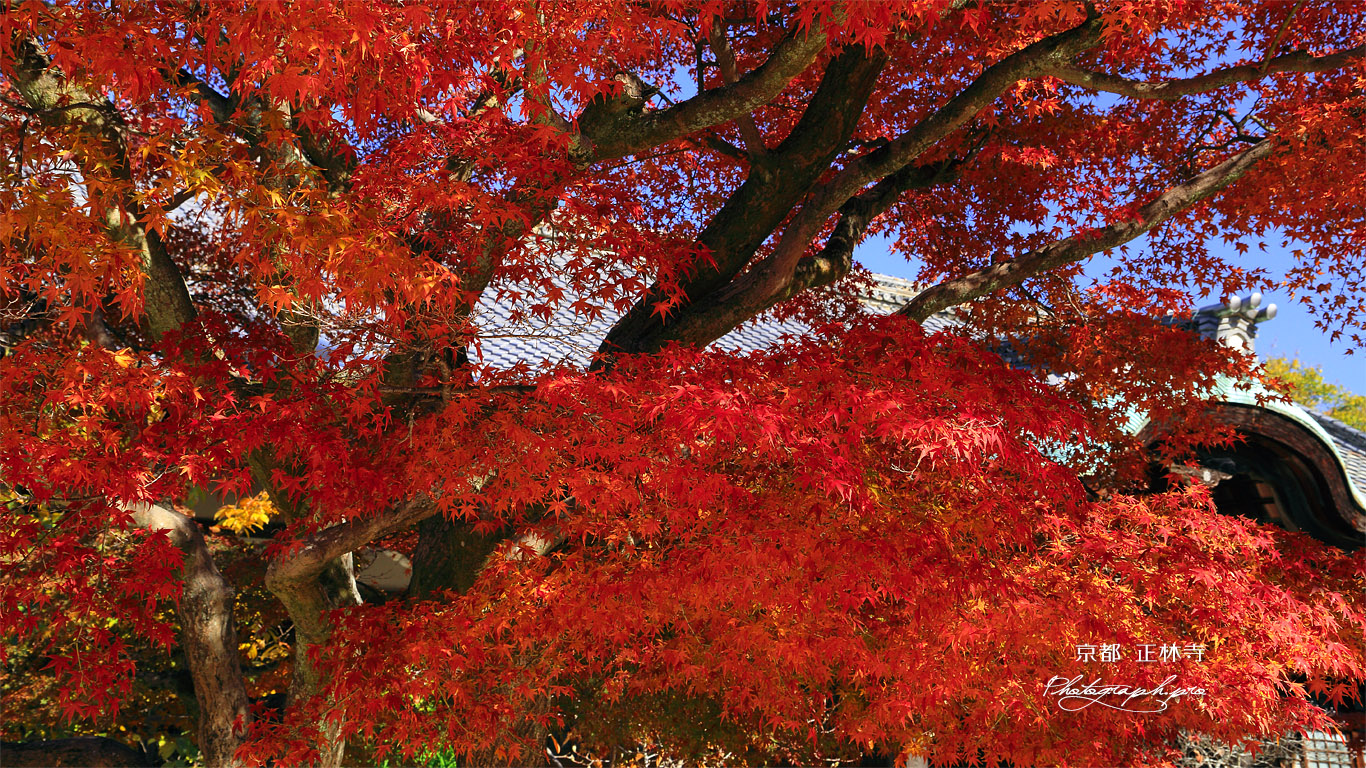 正林寺 紅葉越しの本堂 壁紙
