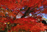 正林寺 紅葉越しの本堂