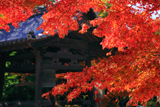正林寺 紅葉と鐘楼