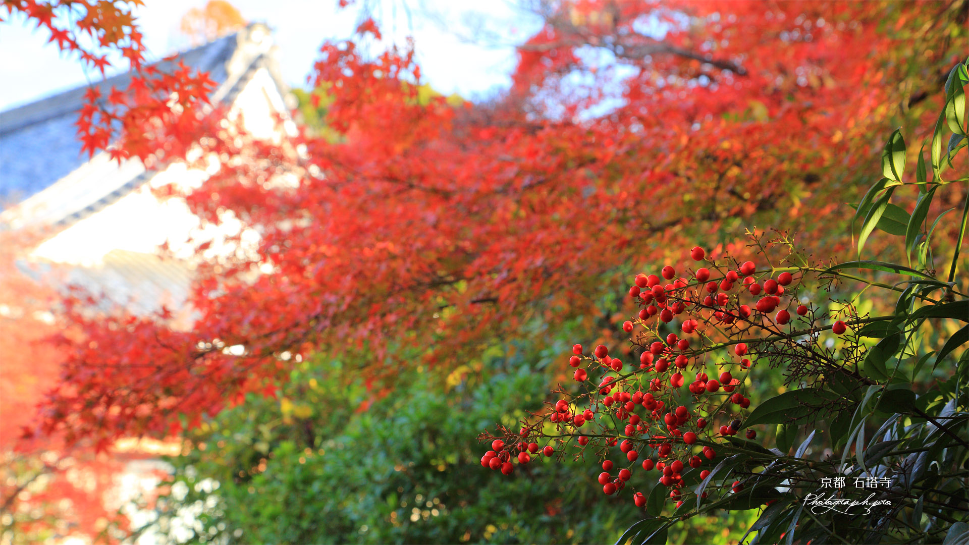 石塔寺 南天と紅葉