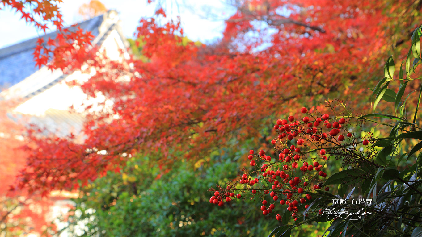石塔寺 南天と紅葉 壁紙