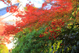 石塔寺 南天と紅葉