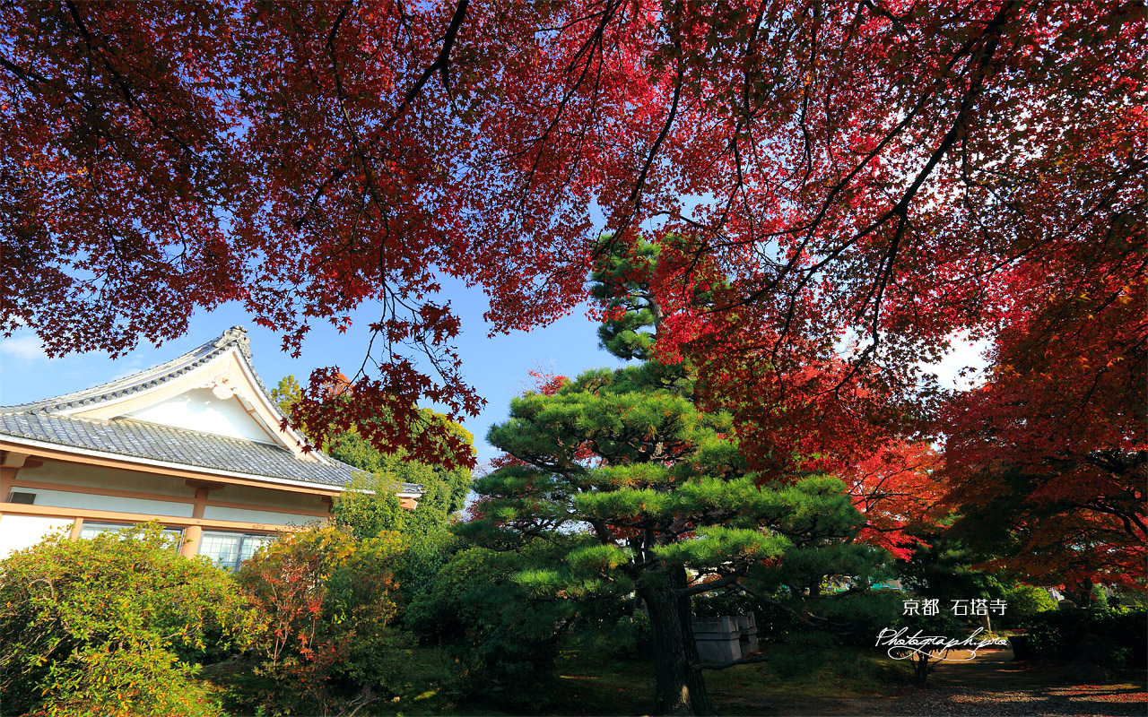 石塔寺 紅葉と本堂 壁紙