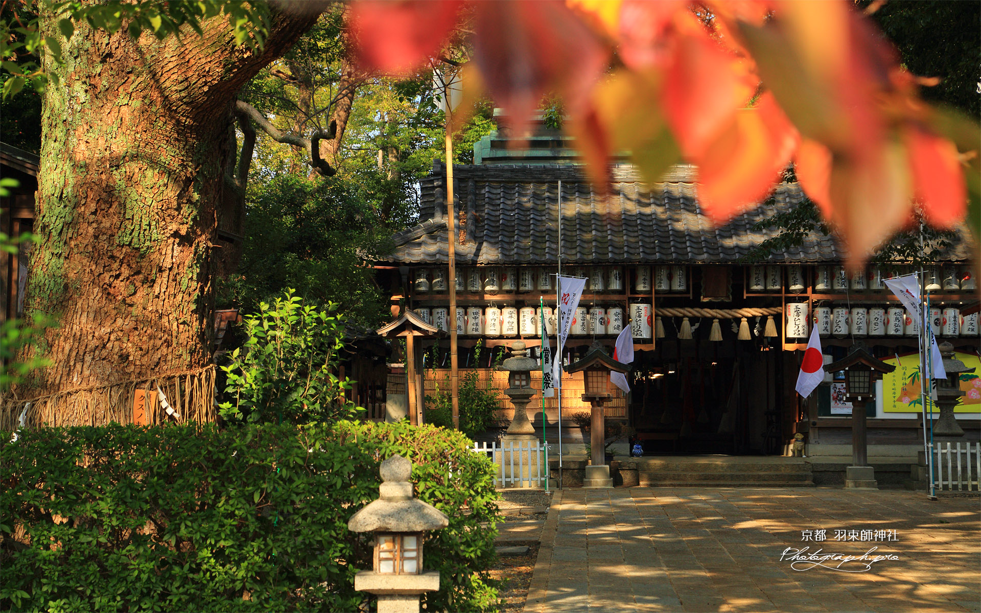 羽束師神社 桜紅葉と拝殿