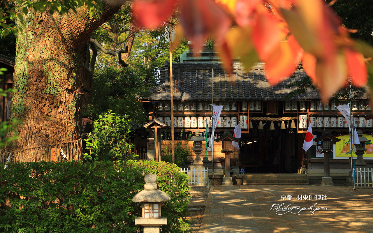 羽束師神社 桜紅葉と拝殿 壁紙