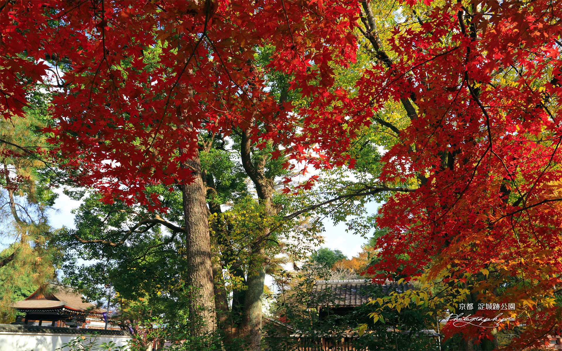 淀城跡公園 紅葉と與杼神社