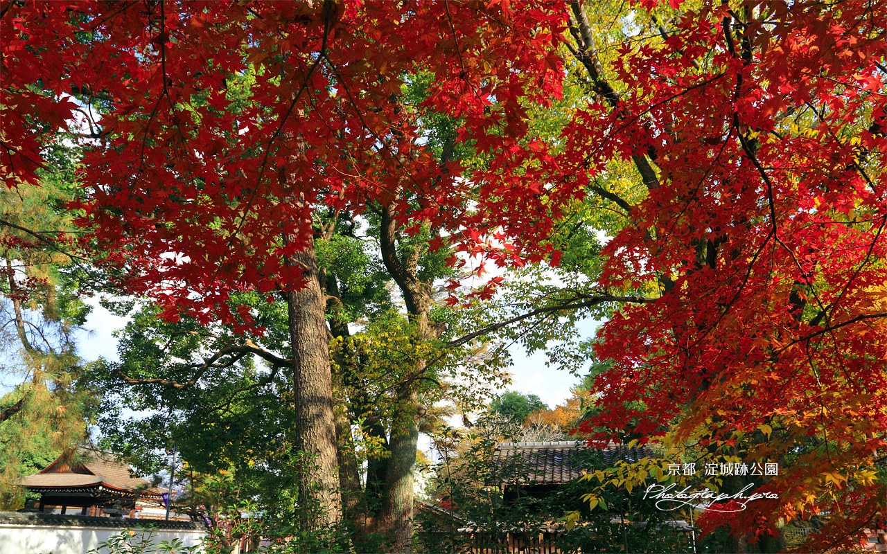 淀城跡公園 紅葉と與杼神社 壁紙