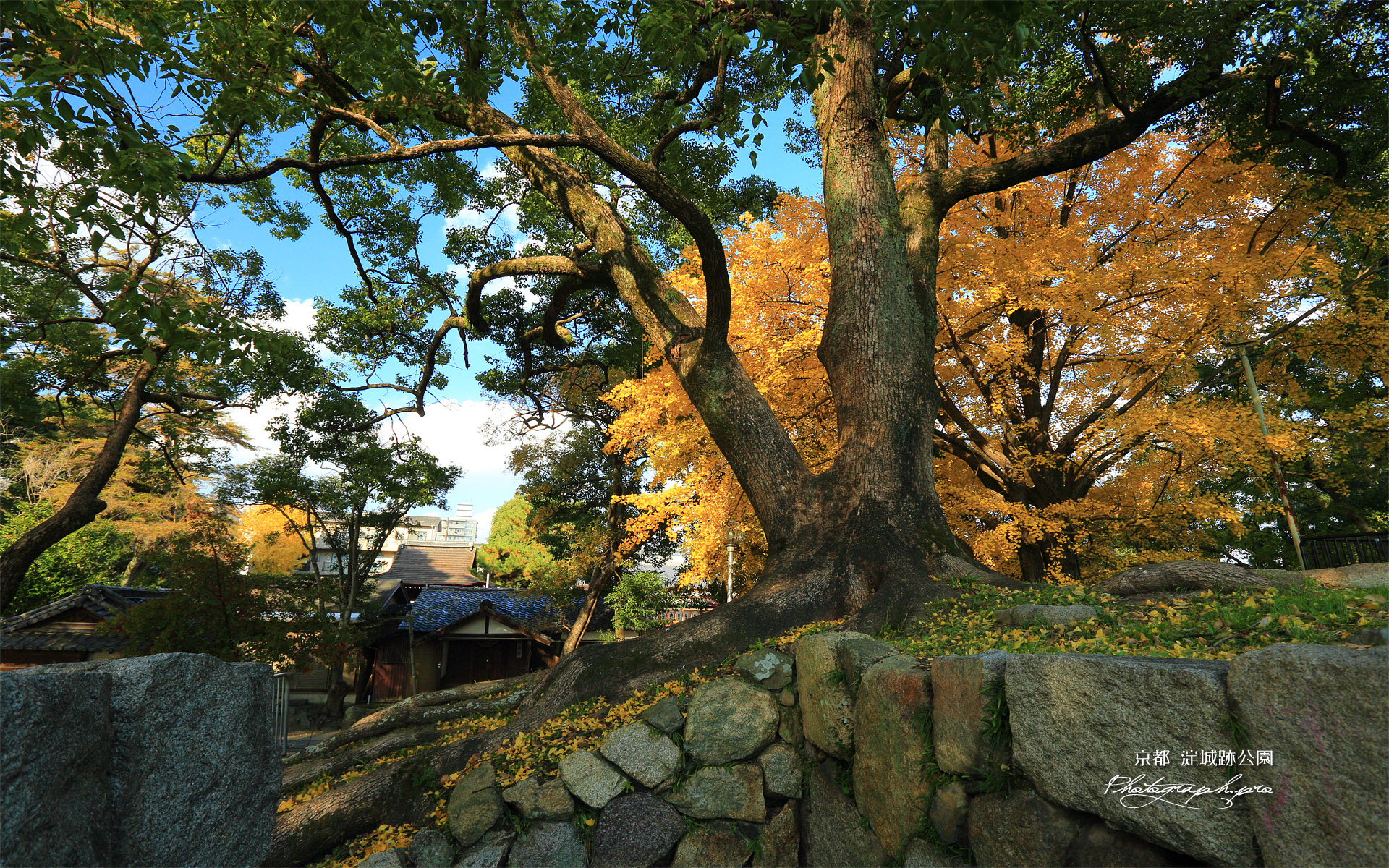 淀城跡公園 石垣に大楠と銀杏黄葉