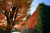 淀城跡公園 内堀石垣の蔦紅葉