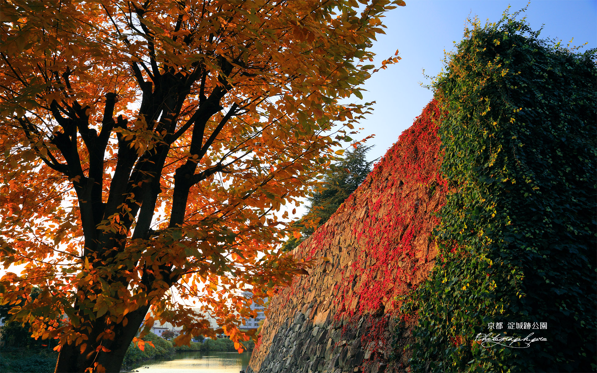 淀城跡公園 内堀石垣の蔦紅葉