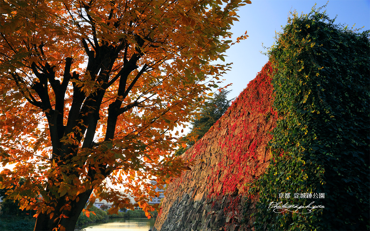 淀城跡公園 内堀石垣の蔦紅葉 壁紙