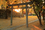 淀城跡公園 稲葉神社鳥居と銀杏黄葉