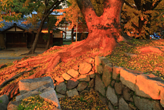 淀城跡公園