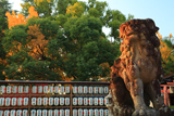 與杼神社 狛犬と公孫樹黄葉