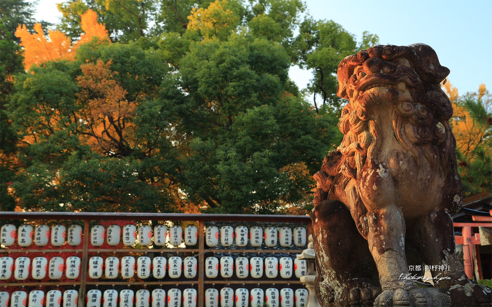與杼神社 狛犬と公孫樹黄葉