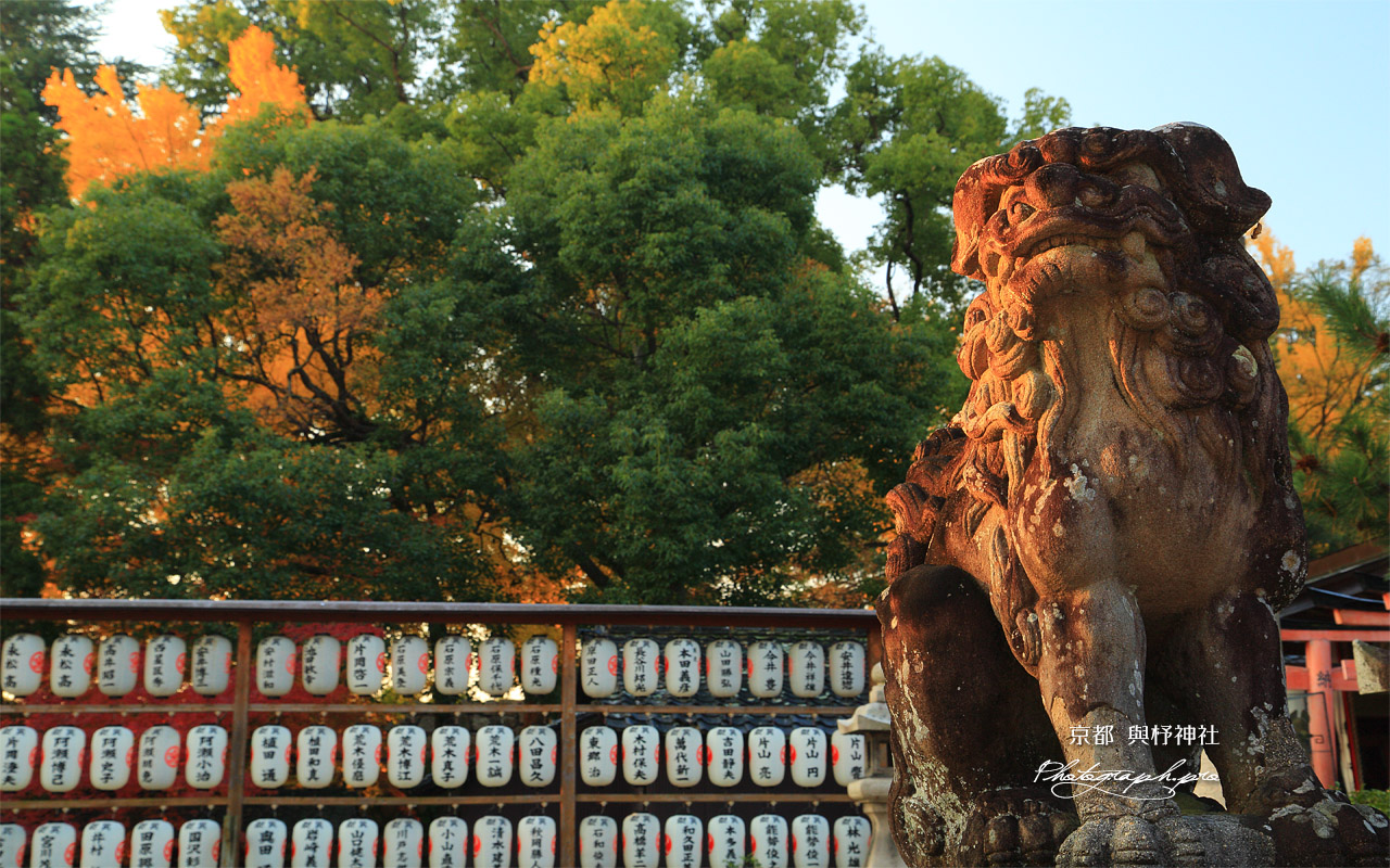 與杼神社 狛犬と公孫樹黄葉 壁紙