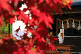 飛行神社 紅葉越しの本殿