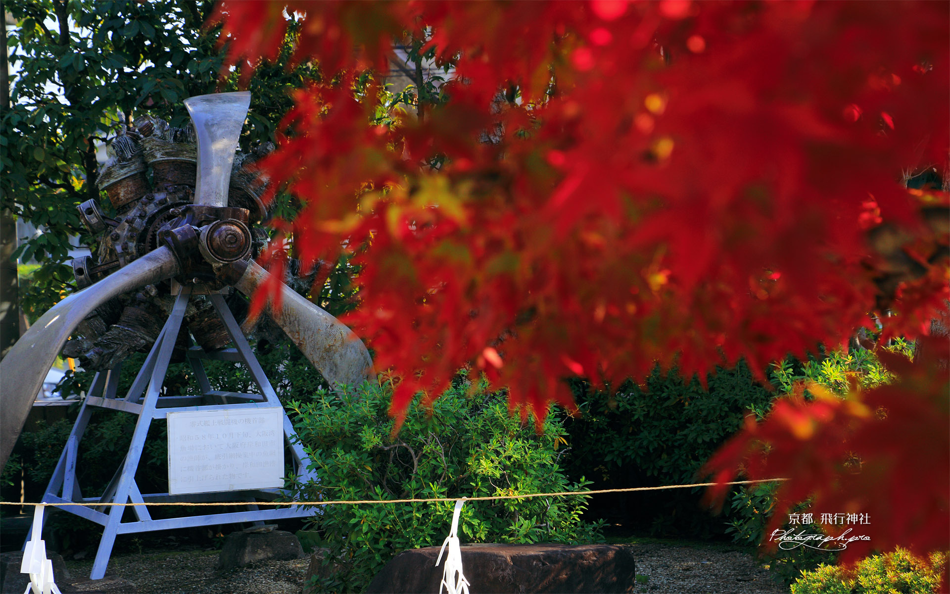 飛行神社 紅葉越しの零戦機首