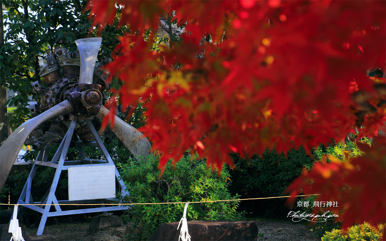 飛行神社 紅葉越しの零戦機首 壁紙