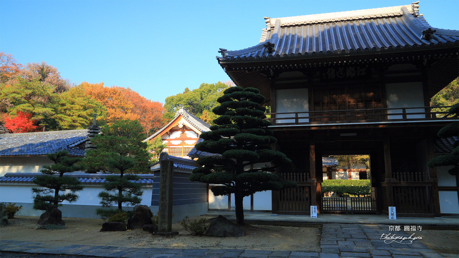 円福寺 山門と雑木紅葉
