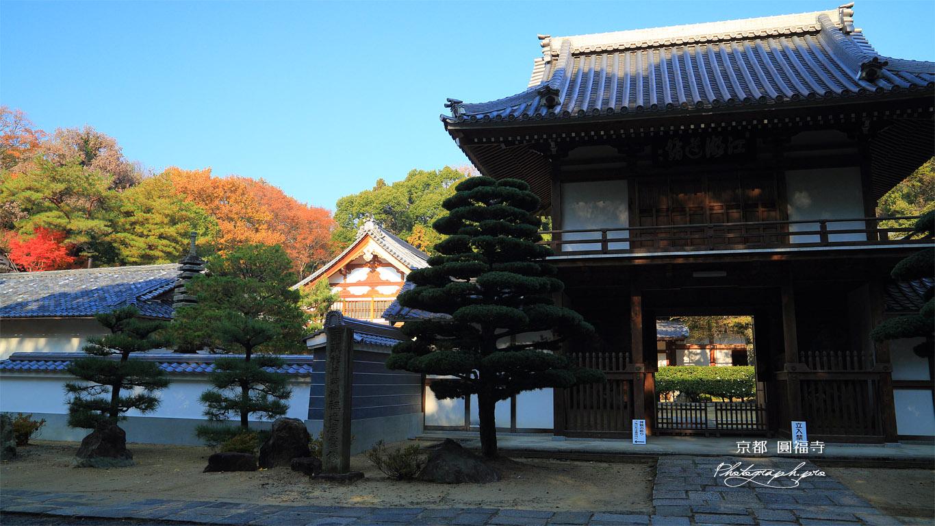 円福寺 山門と雑木紅葉 壁紙