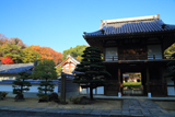 圓福寺 山門と雑木紅葉