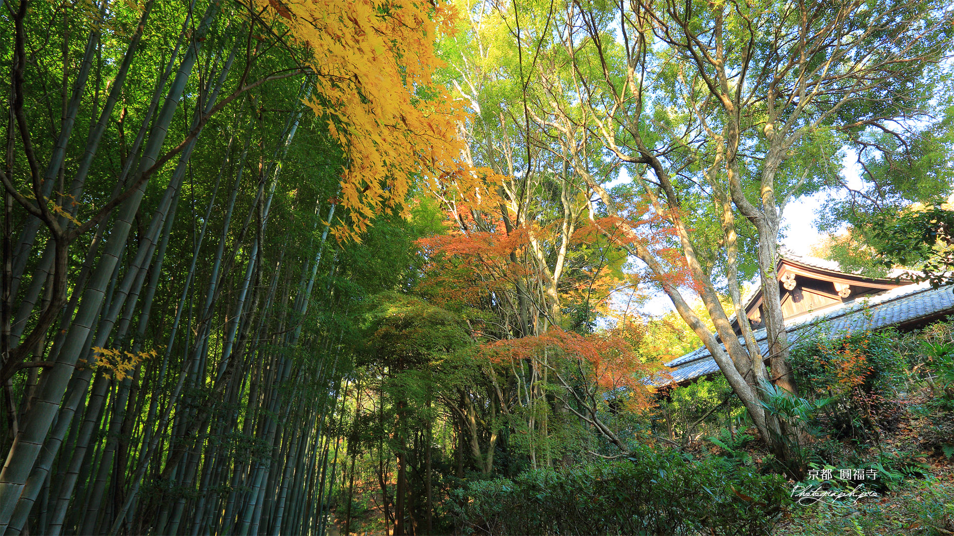 円福寺 紅葉と伏虎窟