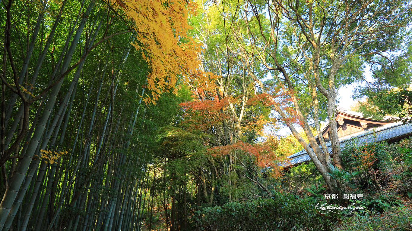 円福寺 紅葉と伏虎窟 壁紙