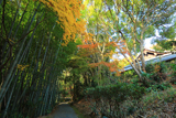 圓福寺 紅葉と伏虎窟
