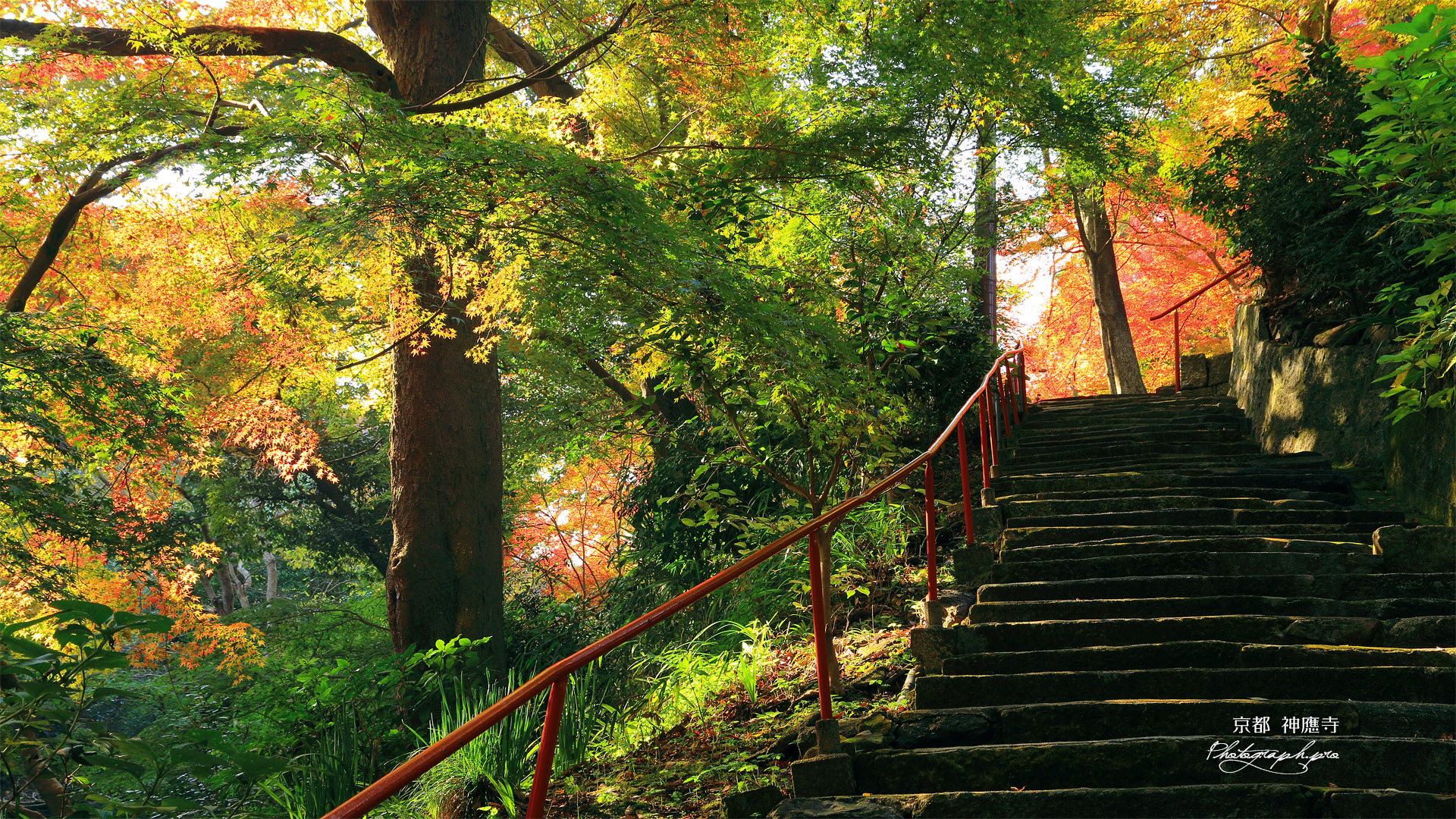 神應寺 参道の三色紅葉