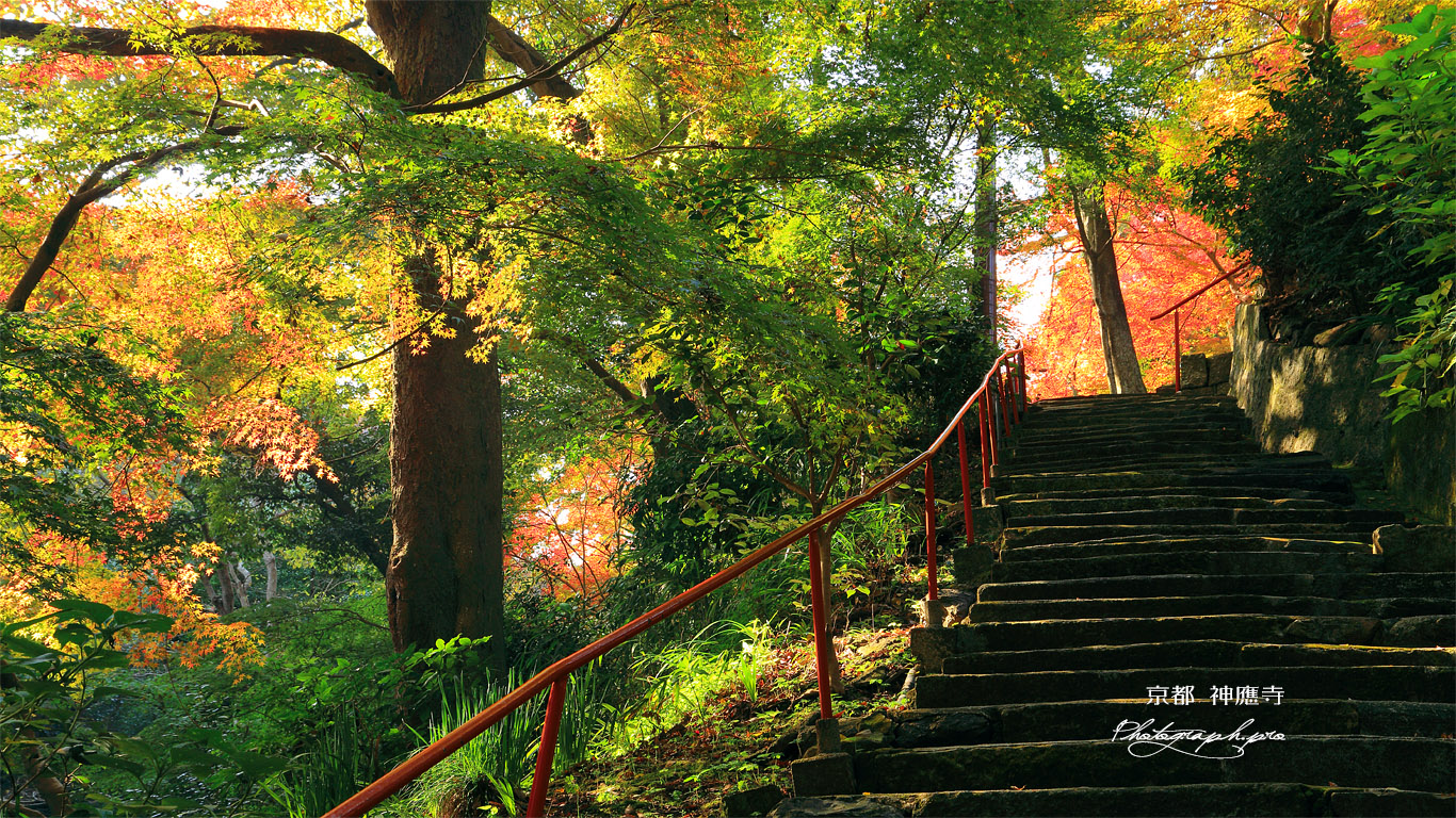 神應寺 参道の三色紅葉 壁紙