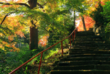神應寺 参道の三色紅葉