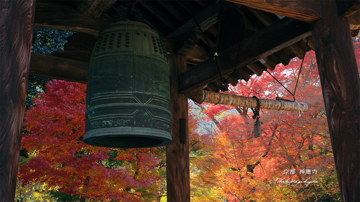 神應寺 鐘楼越しの紅葉 壁紙