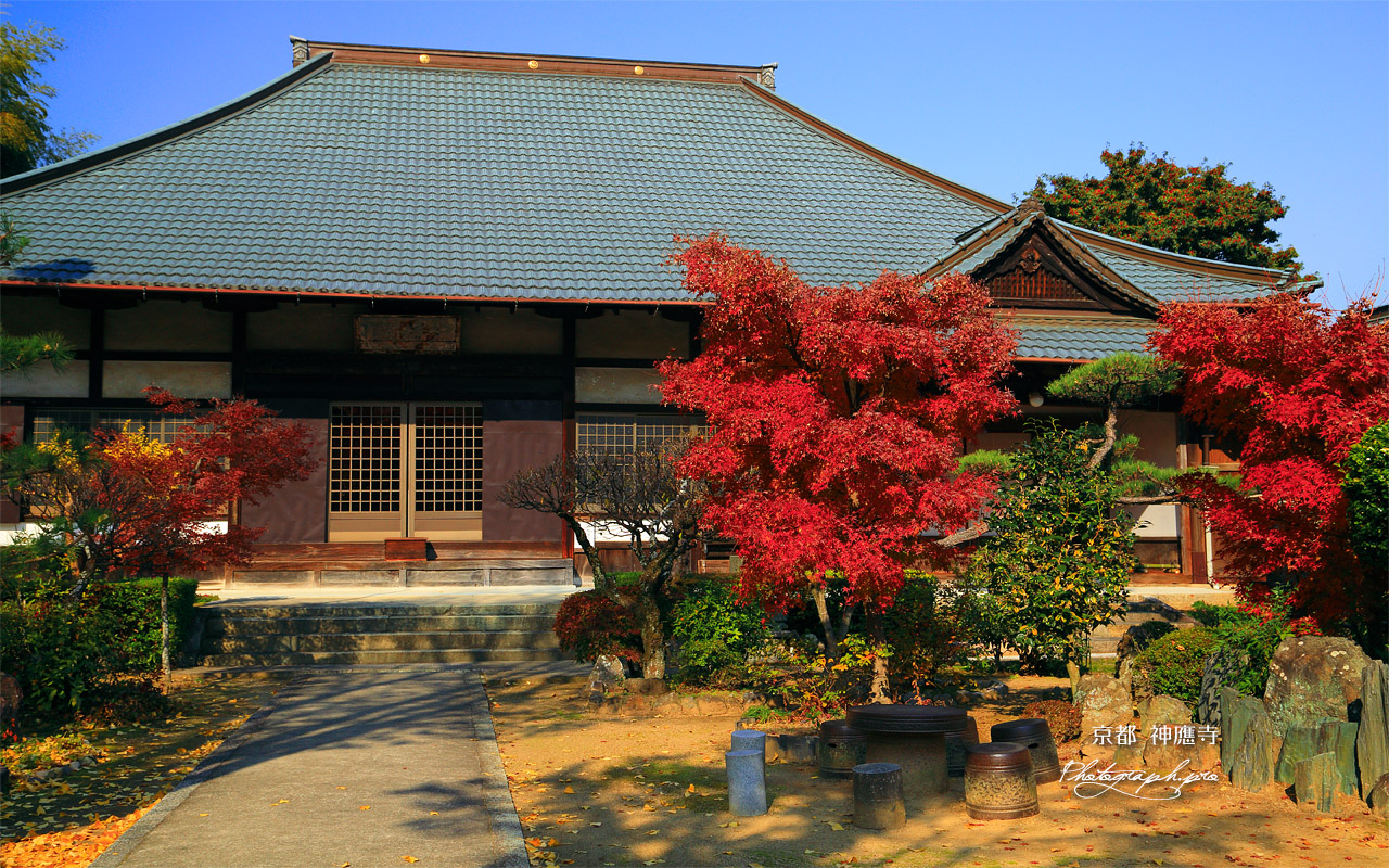 神應寺 紅葉と本堂 壁紙