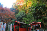 神應寺 豊川稲荷に山茶花と紅葉