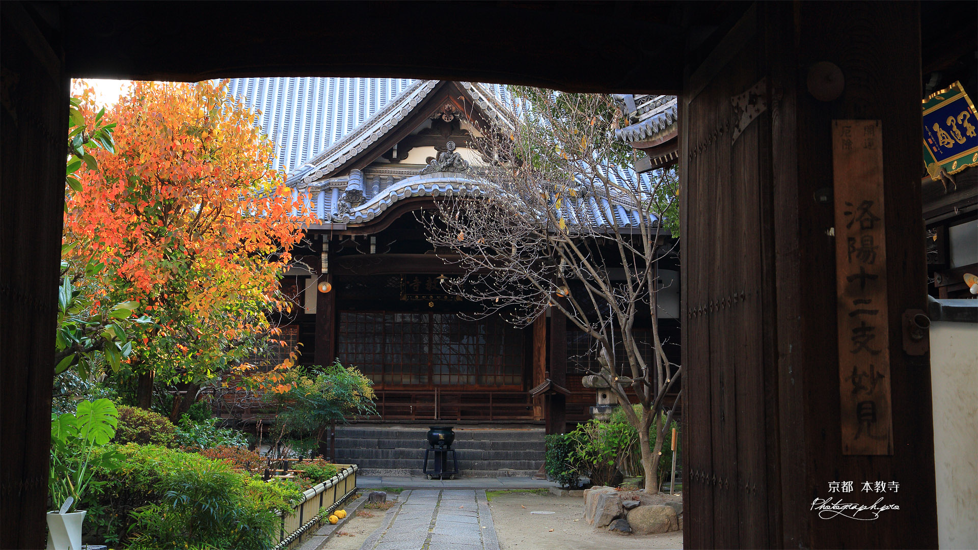 本教寺 山門越しの柑橘紅葉と本堂