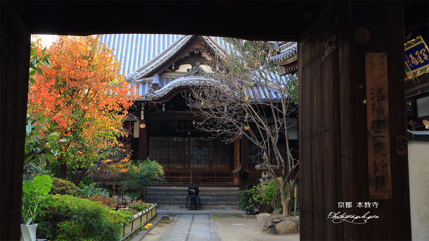 本教寺 山門越しの柑橘紅葉と本堂 壁紙