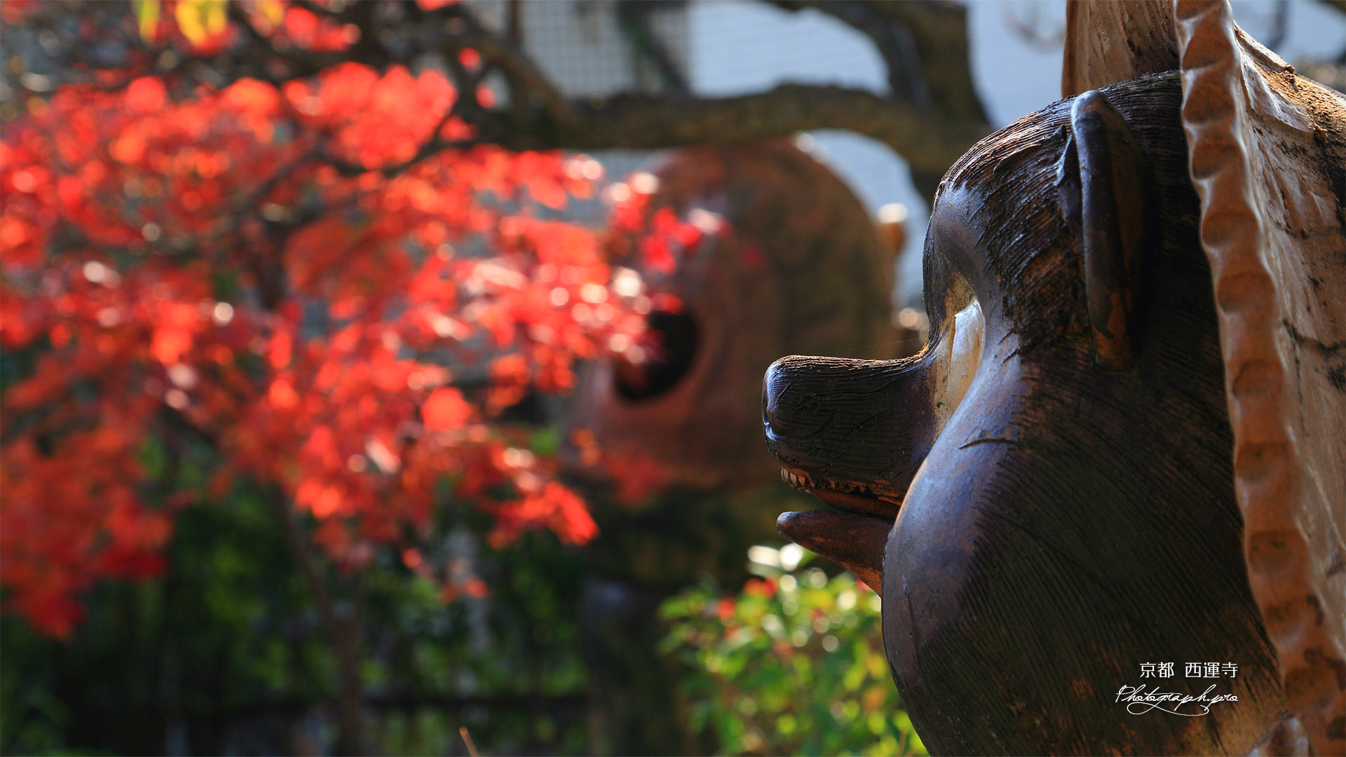 西運寺 狸と紅葉