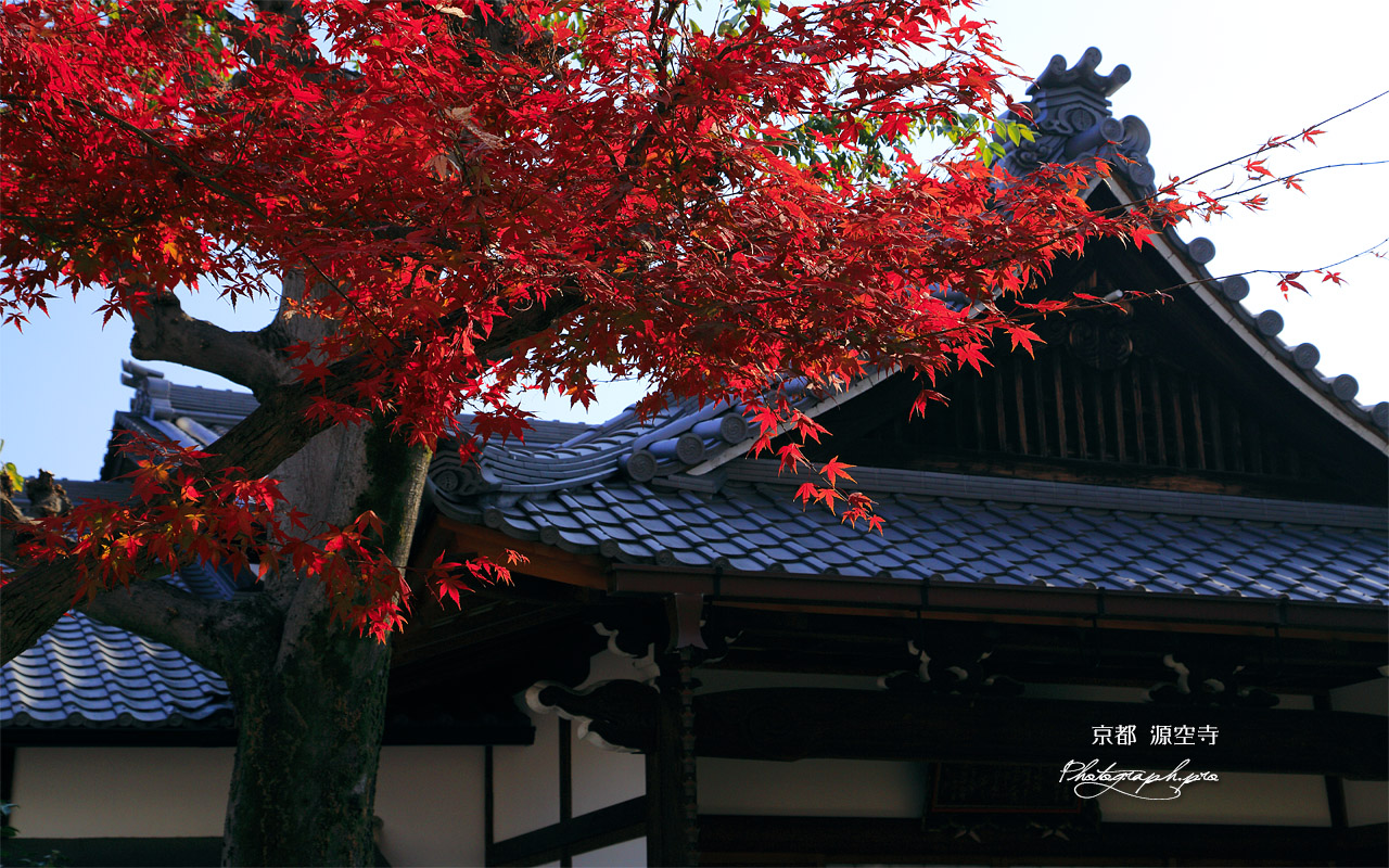 源空寺 紅葉と本堂 壁紙